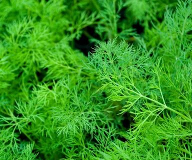 خرید و فروش سبزی شوید خشک سرگل با حاشیه سود بالا